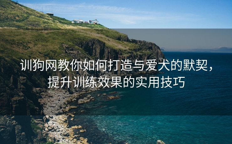 训狗网教你如何打造与爱犬的默契，提升训练效果的实用技巧