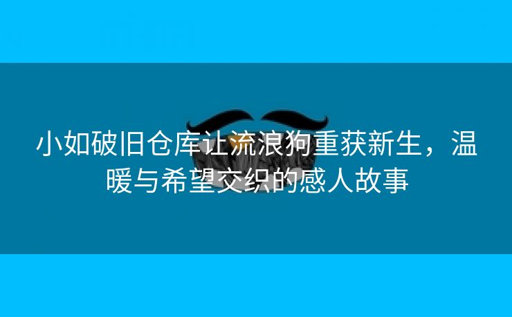 小如破旧仓库让流浪狗重获新生，温暖与希望交织的感人故事