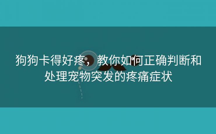 狗狗卡得好疼，教你如何正确判断和处理宠物突发的疼痛症状